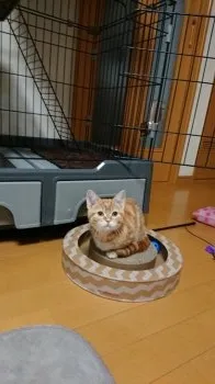 m.o 様のお迎えした子猫