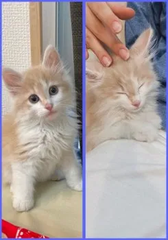 るる 様のお迎えした子猫