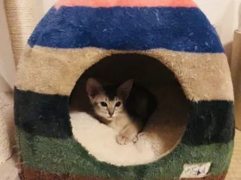kt 様のお迎えした子猫