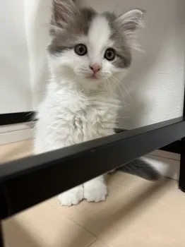 セナ太郎 様のお迎えした子猫