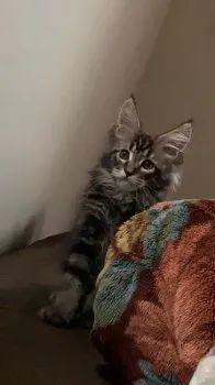 英太郎 様のお迎えした子猫