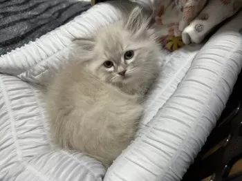 コヤマ 様のお迎えした子猫