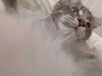 天 様のお迎えした子猫