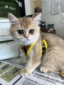 A.M 様のお迎えした子猫