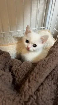 メグ 様のお迎えした子猫
