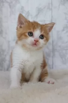 ゆっこ 様のお迎えした子猫