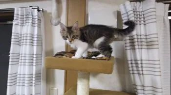 最高のにゃんにゃん 様のお迎えした子猫