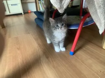 K.O 様のお迎えした子猫