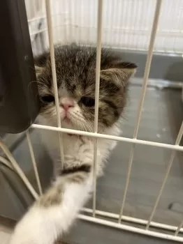 A.T 様のお迎えした子猫