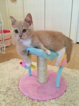 さおり 様のお迎えした子猫