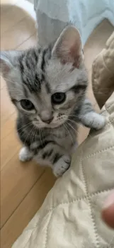 nalu 様のお迎えした子猫