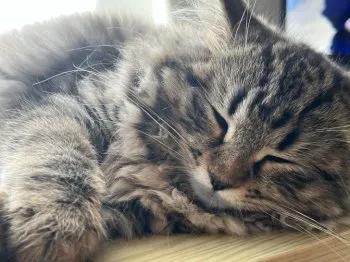 c 様のお迎えした子猫