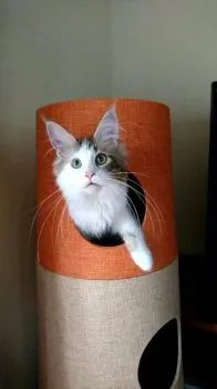アルぼん 様のお迎えした子猫