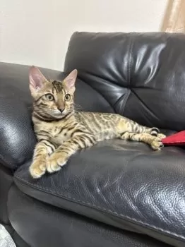 RIN 様のお迎えした子猫