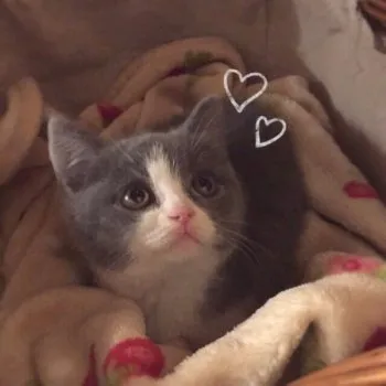 アンジーママ 様のお迎えした子猫