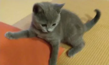hana 様のお迎えした子猫