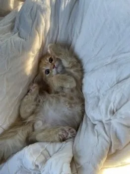 いわとし 様のお迎えした子猫