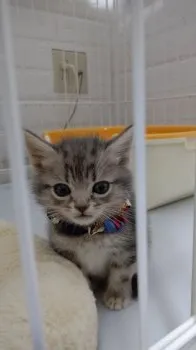 とよさん 様のお迎えした子猫