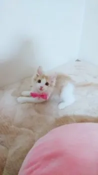 ミヤウチ 様のお迎えした子猫