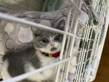 カトウ 様のお迎えした子猫