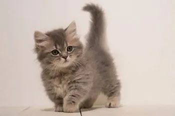 ちびび 様のお迎えした子猫