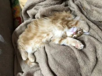 A.M 様のお迎えした子猫