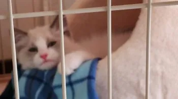 肉球 様のお迎えした子猫