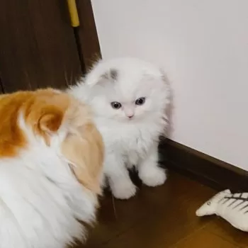 Y.A 様のお迎えした子猫