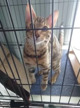 風花 様のお迎えした子猫