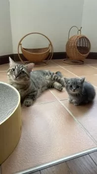 まる子 様のお迎えした子猫