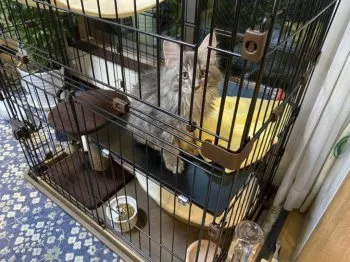 H.K 様のお迎えした子猫