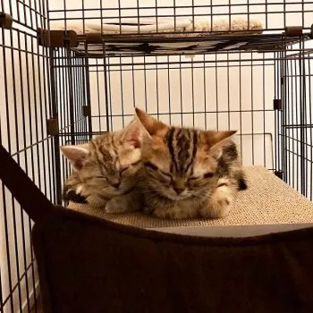 楓 様のお迎えした子猫