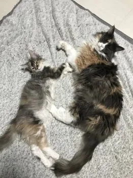 むぎ 様のお迎えした子猫