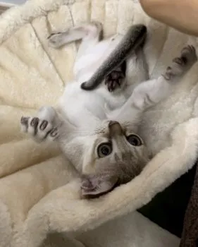 なつみ 様のお迎えした子猫