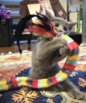 T.D 様のお迎えした子猫