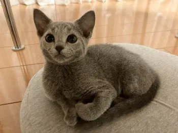 RAM 様のお迎えした子猫