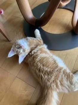 amrka♡ 様のお迎えした子猫