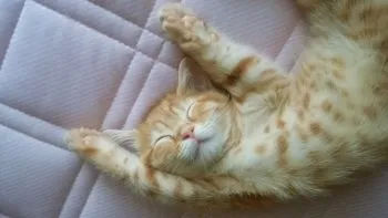 きなこ 様のお迎えした子猫