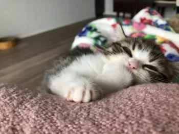 まみ 様のお迎えした子猫