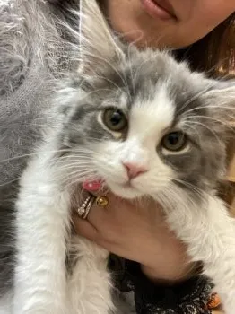 tukiyuka 様のお迎えした子猫