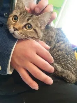 Y.K 様のお迎えした子猫