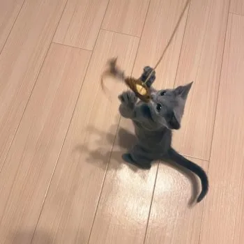 愛 様のお迎えした子猫
