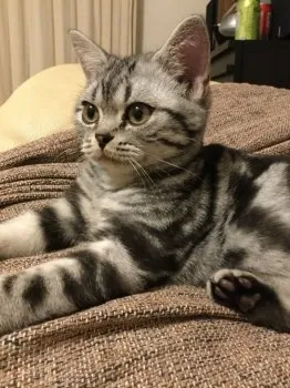 マックス姉 様のお迎えした子猫