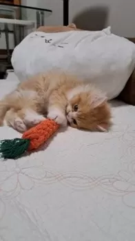K.S 様のお迎えした子猫