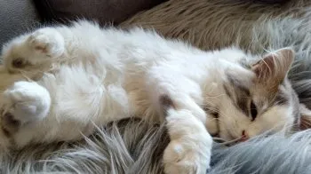 うめ 様のお迎えした子猫