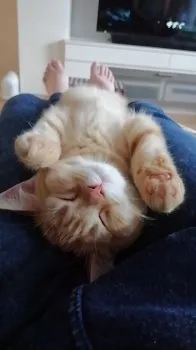 maga 様のお迎えした子猫