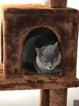 zak 様のお迎えした子猫