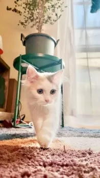 C.E 様のお迎えした子猫