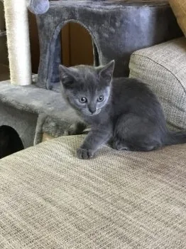 しげちゃん 様のお迎えした子猫