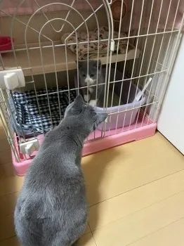 R.M 様のお迎えした子猫